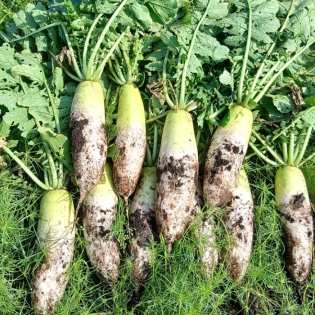 제주 월동무 (8kg / 1박스)