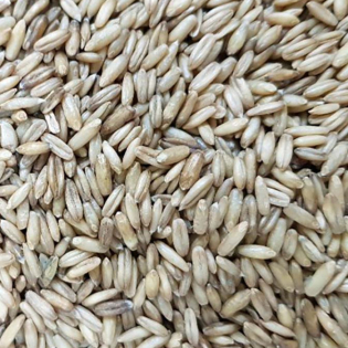 정읍 유기농 햇 귀리 (1kg / 1봉)